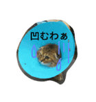 torachan_cat（個別スタンプ：4）