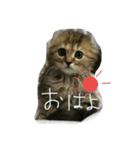 torachan_cat（個別スタンプ：6）