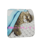 torachan_cat（個別スタンプ：7）