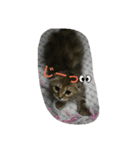 torachan_cat（個別スタンプ：8）