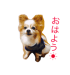 ラブピース（個別スタンプ：4）