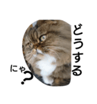 猫のスイス:)（個別スタンプ：2）