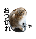 猫のスイス:)（個別スタンプ：4）