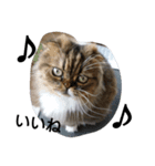 猫のスイス:)（個別スタンプ：7）
