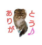 猫のスイス:)（個別スタンプ：8）