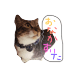 Mko（個別スタンプ：7）