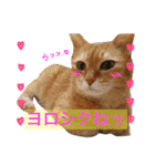 ちゃこみねこ（個別スタンプ：1）