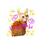ちゃこみねこ（個別スタンプ：2）