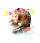 ちゃこみねこ（個別スタンプ：4）