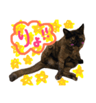 ちゃこみねこ（個別スタンプ：5）