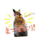 ちゃこみねこ（個別スタンプ：6）