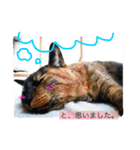 ちゃこみねこ（個別スタンプ：7）