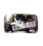 ちゃこみねこ（個別スタンプ：9）