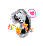 ちゃこみねこ（個別スタンプ：11）