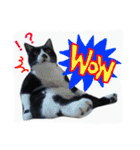 ちゃこみねこ（個別スタンプ：13）