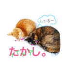 ちゃこみねこ（個別スタンプ：14）