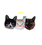 ちゃこみねこ（個別スタンプ：16）