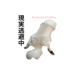 Bem Thin Pon（個別スタンプ：4）