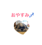 ddaisyy（個別スタンプ：1）