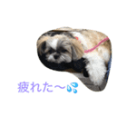 ddaisyy（個別スタンプ：10）
