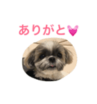 ddaisyy（個別スタンプ：15）