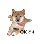 柴犬 つくしちゃん（個別スタンプ：1）