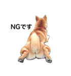 柴犬 つくしちゃん（個別スタンプ：2）