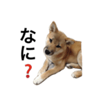 柴犬 つくしちゃん（個別スタンプ：3）