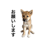 柴犬 つくしちゃん（個別スタンプ：4）