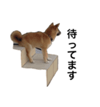 柴犬 つくしちゃん（個別スタンプ：5）