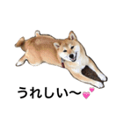 柴犬 つくしちゃん（個別スタンプ：7）