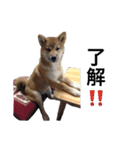 柴犬 つくしちゃん（個別スタンプ：8）