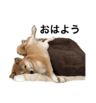 柴犬 つくしちゃん（個別スタンプ：9）