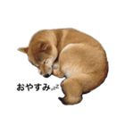 柴犬 つくしちゃん（個別スタンプ：10）