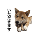 柴犬 つくしちゃん（個別スタンプ：11）