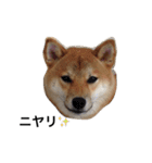 柴犬 つくしちゃん（個別スタンプ：13）