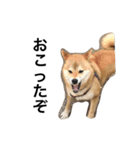 柴犬 つくしちゃん（個別スタンプ：14）