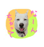 ボブ＆エマのつぶやき（個別スタンプ：7）