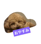 my toy poodle（個別スタンプ：1）