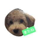 my toy poodle（個別スタンプ：2）