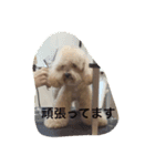my toy poodle（個別スタンプ：3）
