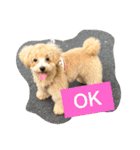my toy poodle（個別スタンプ：4）