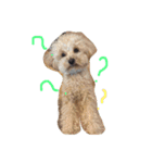 my toy poodle（個別スタンプ：5）