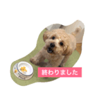 my toy poodle（個別スタンプ：6）