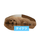 my toy poodle（個別スタンプ：7）