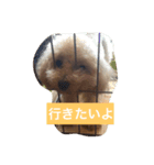 my toy poodle（個別スタンプ：8）
