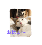 ねいるとはいるとかわいいなかまたち（個別スタンプ：15）