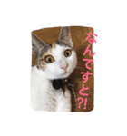 ねいるとはいるとかわいいなかまたち（個別スタンプ：16）