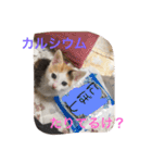 ねいるとはいるとかわいいなかまたち（個別スタンプ：21）