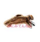 うちのかわいいコ（個別スタンプ：5）
